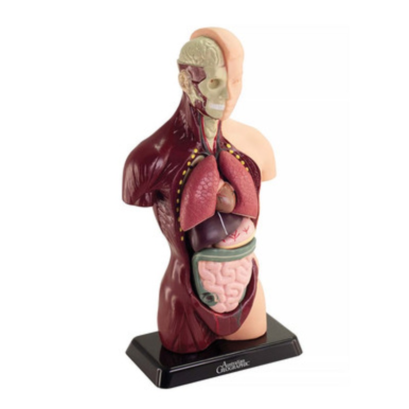 Australian Geographic – Human Anatomy Model 27cm