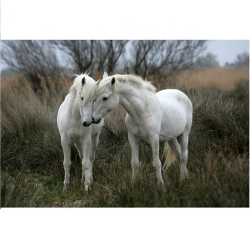 Tomax 1500pc – White Stallions Puzzle