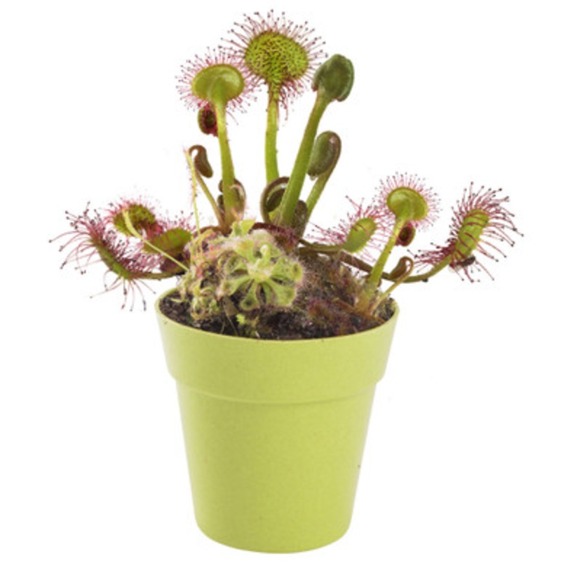 Mrs Green – Grow Your own Carnivorous Plant