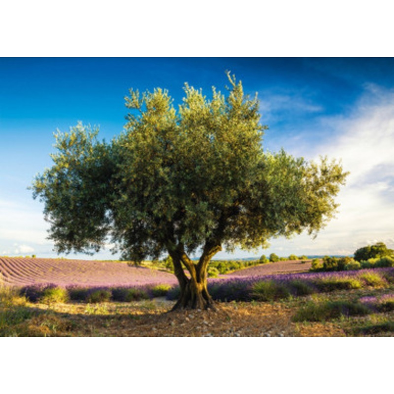 Schmidt 1000pc – Olive Tree in Provence Puzzle