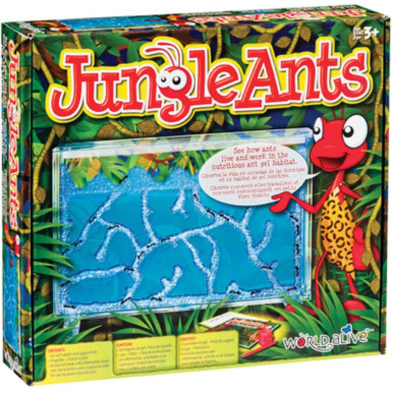Jungle Ants – Ant Farm